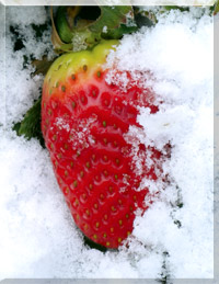 Strawberries under snow