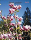 Magnolias «Iolanthe»