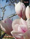 Magnolias in Svetlana's garden