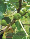 «Moisson» fig variety