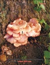 Pink Oyster (Pleurotus Djamor)