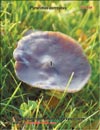 Oyster mushroom (Pleurotus ostreatus)