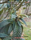 Loquats-Eriobotria Photina Japonica