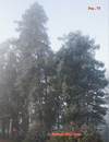 Ñåêâîéÿ – Sequoia Sempervirens