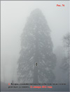 Ñåêâîéÿ – Sequoia Sempervirens