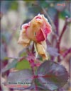 Rose buds, January 2011