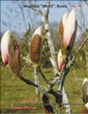 Magnolias, January 2011