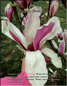 Magnolia «Wada's picture»
