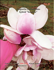 Magnolia «Iolanthe»