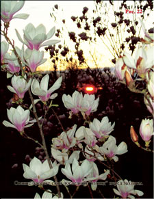 Sun casts the last glance at magnolias