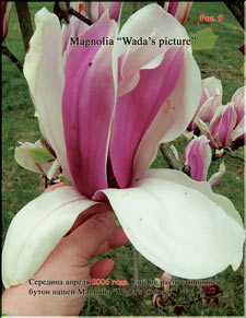 Magnolia «Wada's picture»