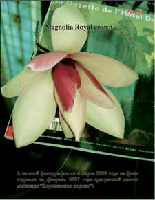 Magnolia «Royal crown»