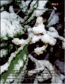 The Japanese plum covered by snow