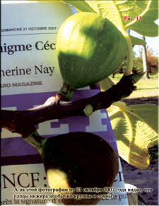Figs in Octoberå