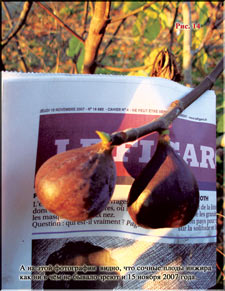 Figs in November