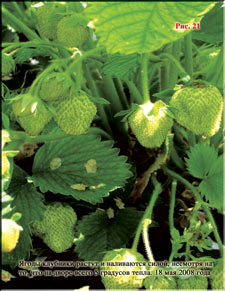 Strawberries in the early spring