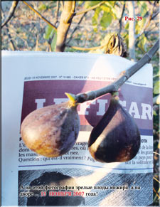 Figs in November