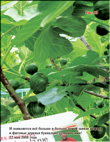 Figs in May