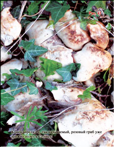 Rose Mushroom in April