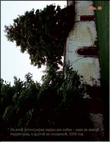 Two maples on different sides of the wall
