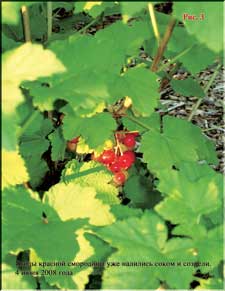 Red currant in June