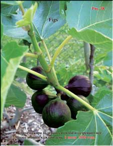 The ripening figs in June
