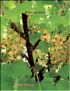 White currant in June