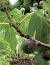 The fig tree – Ficus carica L.
