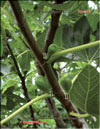 Ficus carica L.