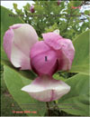Magnolia «Verbanica»