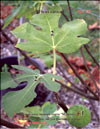 Ficus carica L.