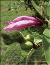 Magnolia «Ricki»
