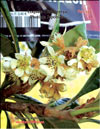 The Japanese plum – Photinia Japonica