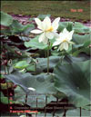 The White Lotus – Nelumbo nucifera «alba»
