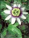 Пассифлора – Passiflora Caeruela