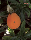 Passiflora Caeruela