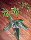 Пассифлора – Passiflora Sayonara