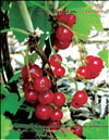 The red currants – Ribes vulgare Lam