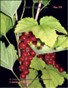 The red currants – Ribes vulgare Lam