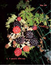 the blackberries – Rubus Caesius