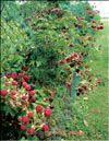 The blackberries – Rubus Caesius