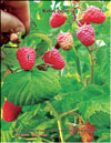 The red raspberry – Rubus daeus