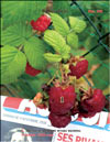 the red raspberries – Rubus daeus