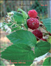 the red raspberries – Rubus daeus