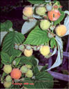 The yellow raspberry – Rubus ellipticus