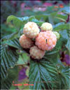 the yellow raspberry – Rubus ellipticus