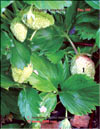 Клубника, садовая земляника – Fragaria ananassa