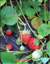 the strawberry – Fragaria ananassa