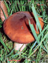 Royal mushroom – Agaricus Black