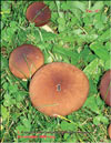 Royal mushroom or Black champignon – Agaricus Black